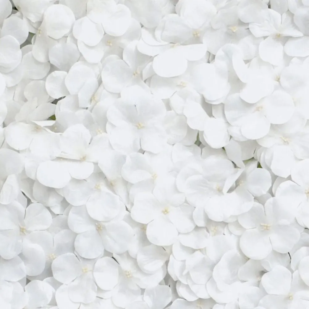 CHAKS Backdrop Hortensia Hvid - Oppyntning
