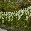 CG Global Products Ltd Guirlande Grønne Blade Botanic - Oppyntning