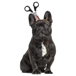 Online Partyking AB Halloween Props til Hunde